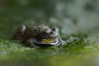 Amphibians and Reptiles Bulgaria — 2