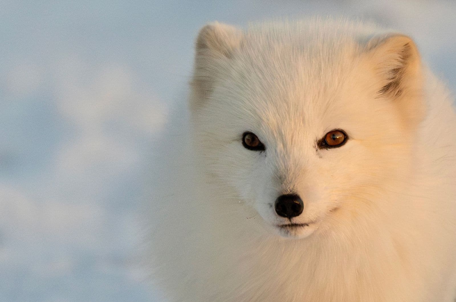 Arctic Fox Iceland
