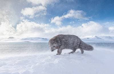 Arctic Fox Iceland — 2