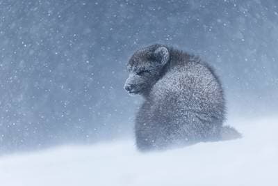 Arctic Fox Iceland — 3