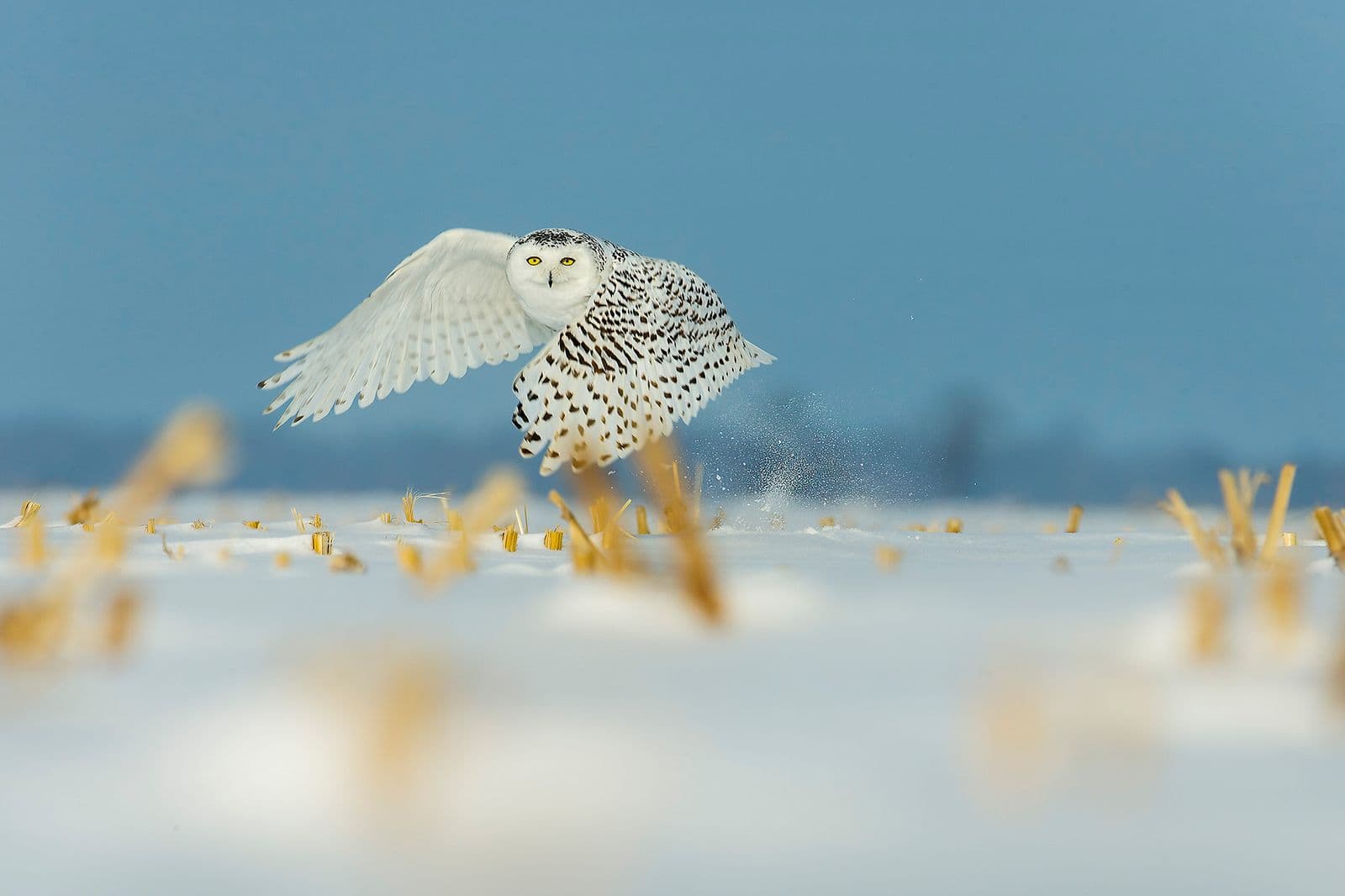 Snowy Owls in Canada