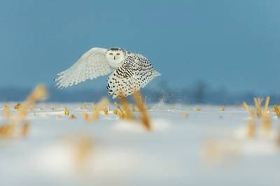 Snowy Owls in Canada