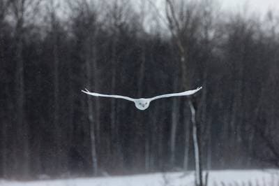 Snowy Owls in Canada — 11