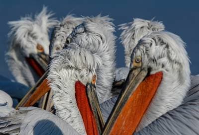 Vultures and Pelicans — 8
