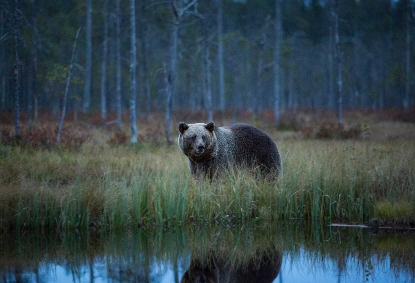 Brown Bear (Ursus arctos)