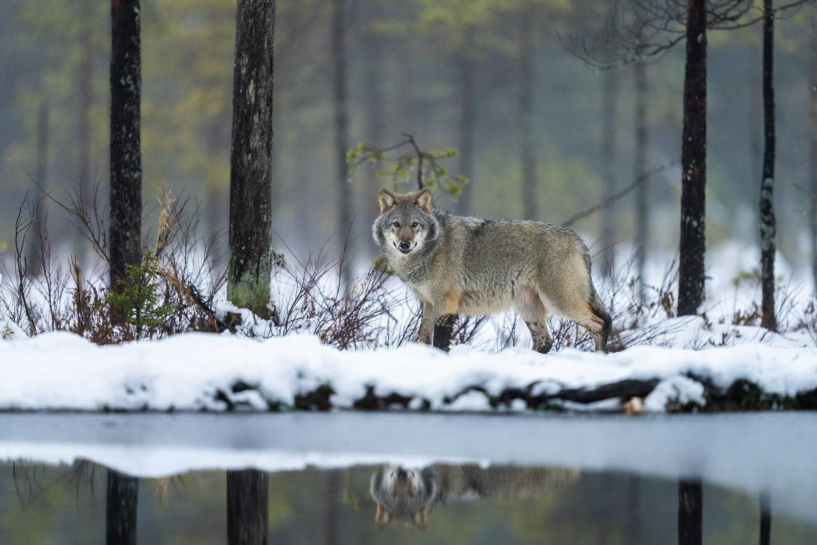 Finland — Brown Bears and Wolves in the Midnight Sun