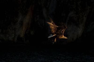 The Realm of Eagles — 4