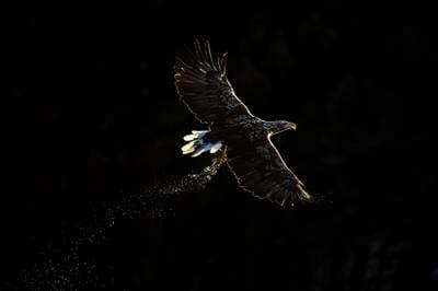 The Realm of Eagles - Autumn Colors — 1