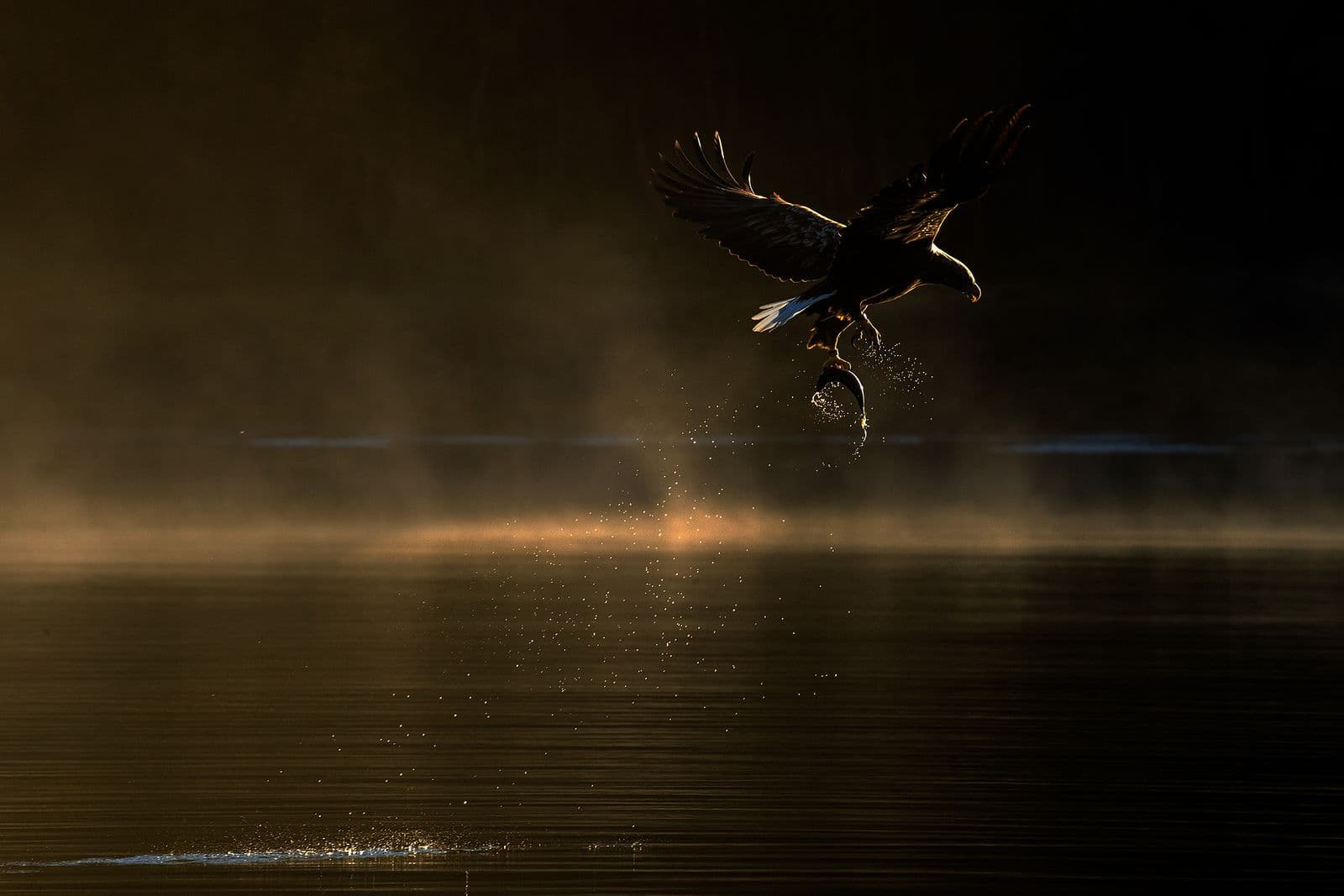 White-tailed Eagle (Haliaeetus albicilla)