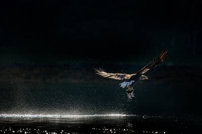 The Realm of Eagles - Autumn Colors — 3