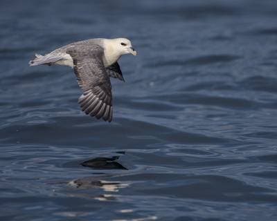 Puffins on Runde — 43