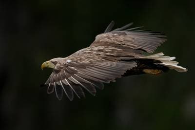 Puffins on Runde — 44