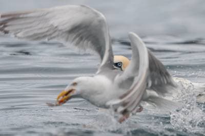 Puffins on Runde — 45