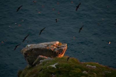 Puffins on Runde — 47