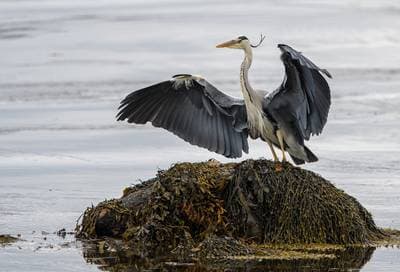 Puffins on Runde — 48