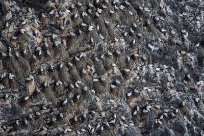 Puffins on Runde — 1