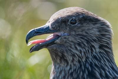 Puffins on Runde — 2
