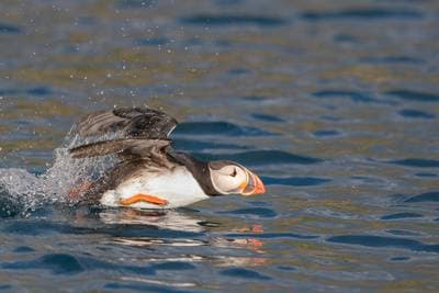 Puffins on Runde — 3