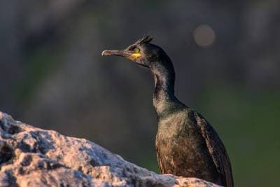 Puffins on Runde — 4