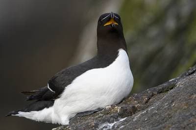 Puffins on Runde — 34