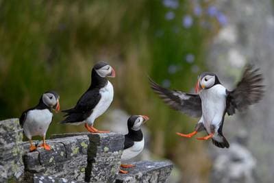 Puffins on Runde — 6