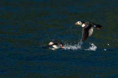Puffins on Runde — 7