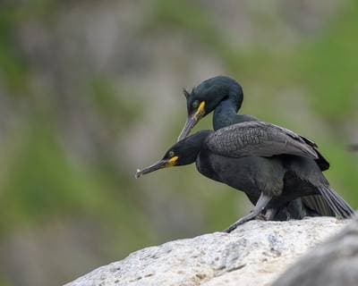 Puffins on Runde — 8