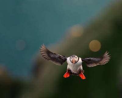 Puffins on Runde — 9