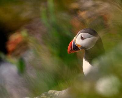 Puffins on Runde — 10