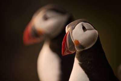 Puffins on Runde — 11