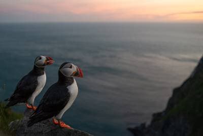 Puffins on Runde — 12