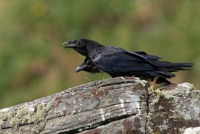 Puffins on Runde — 13