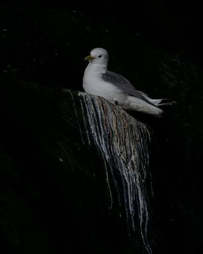 Puffins on Runde — 14