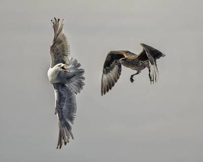 Puffins on Runde — 35