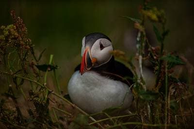 Puffins on Runde — 19