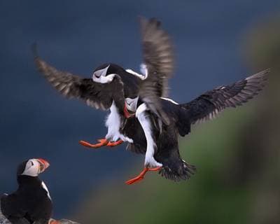 Puffins on Runde — 20