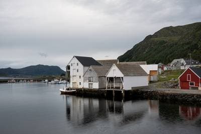 Puffins on Runde — 22