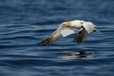 Puffins on Runde — 36