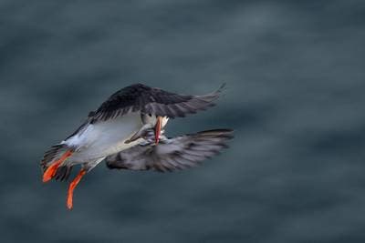 Puffins on Runde — 25