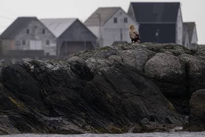 Puffins on Runde — 27