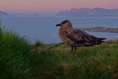 Puffins on Runde — 28