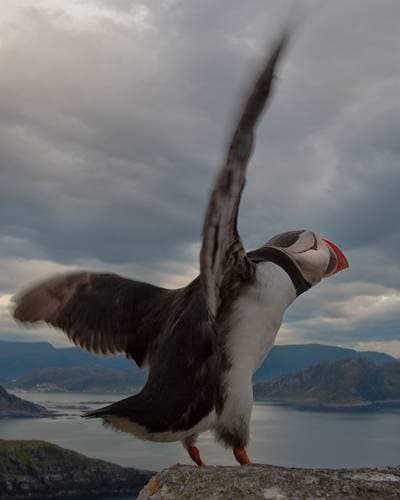 Puffins on Runde — 30