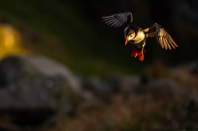 Puffins on Runde — 31