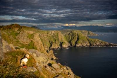 Puffins on Runde — 32