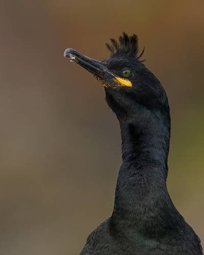 Puffins on Runde — 38