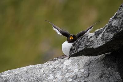 Puffins on Runde — 39