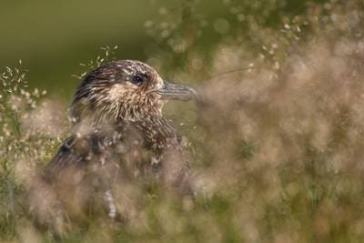 Puffins on Runde — 40
