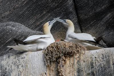 Puffins on Runde — 41