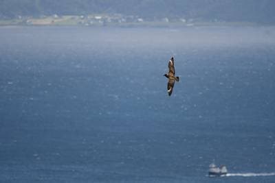 Puffins on Runde — 42