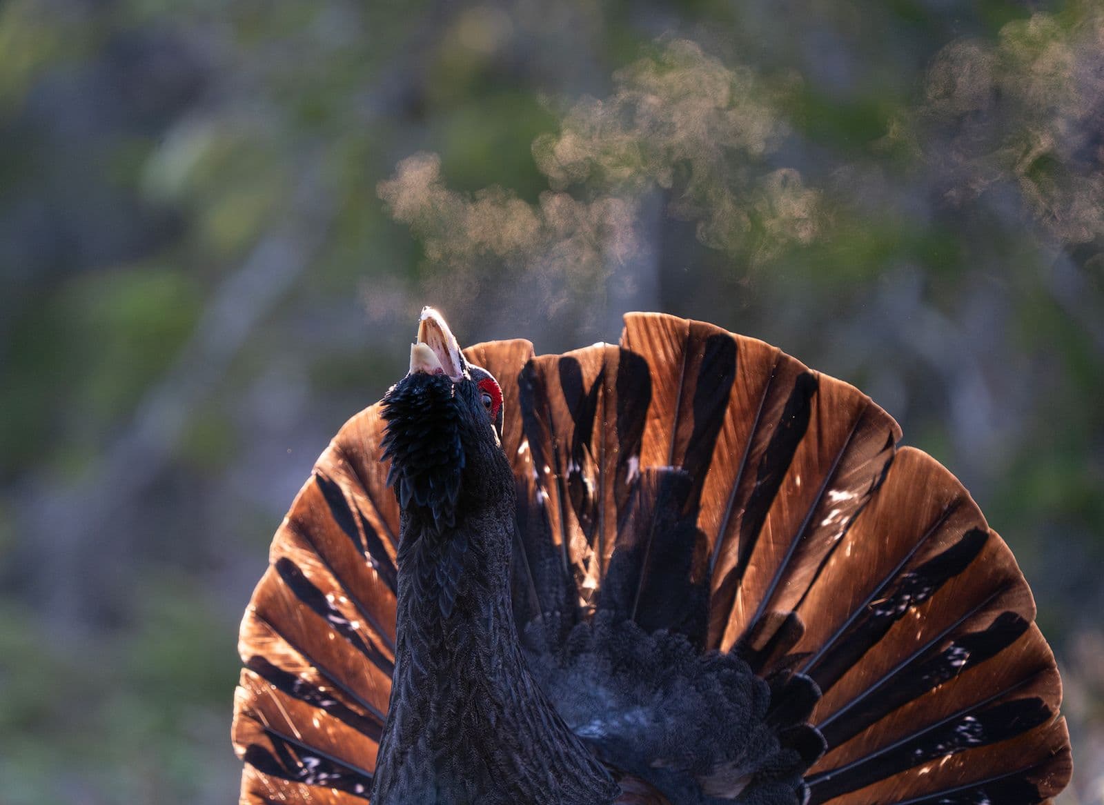 Capercaillie and White-tailed Eagle